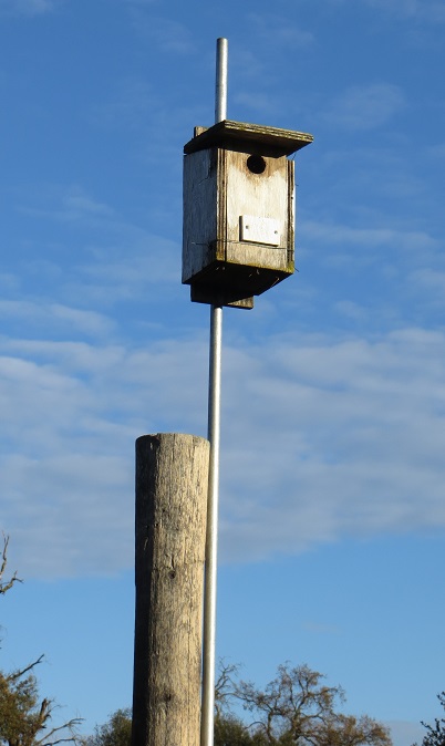 Songbird nest box attached to metal pole.